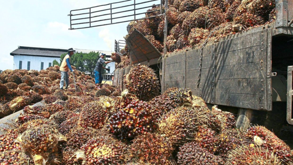 Switching palm oil waste into sustainable goldmine